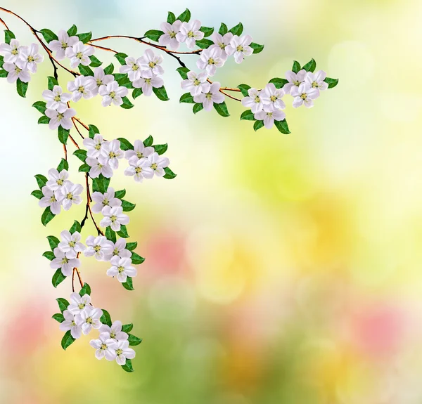 Paisagem de primavera. Maçã florida. jardim . — Fotografia de Stock