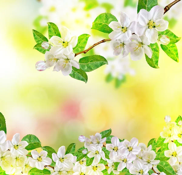 Frühlingslandschaft. blühender Apfelbaum. Garten. — Stockfoto