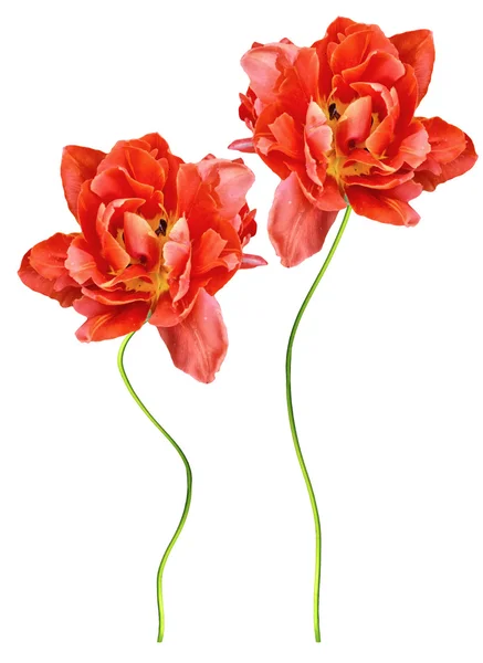 Tavaszi virágok tulipán elszigetelt fehér háttér — Stock Fotó