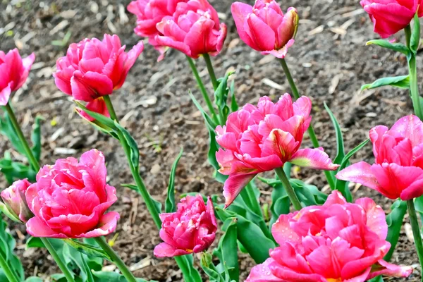 Park. die Knospen der Frühlingsblumen Tulpen. — Stockfoto