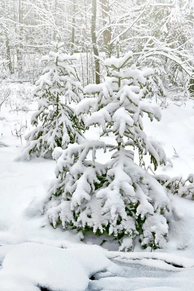 Skog i frosten. Vinterlandskap. Snötäckta träd — Stockfoto