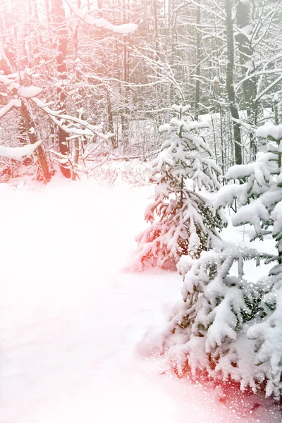 Bosque en la helada. Paisaje invernal. Árboles cubiertos de nieve — Foto de Stock