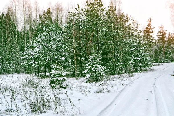 Floresta na geada. Paisagem de inverno. Neve árvores cobertas — Fotografia de Stock