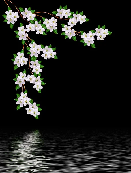 Lindas delicadas flores brancas de flor de maçã isoladas em bl — Fotografia de Stock
