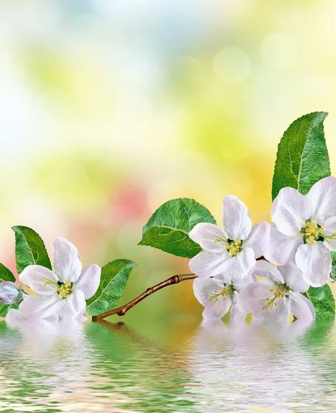 Lente landschap. Bloeiende appelboom. Tuin. — Stockfoto