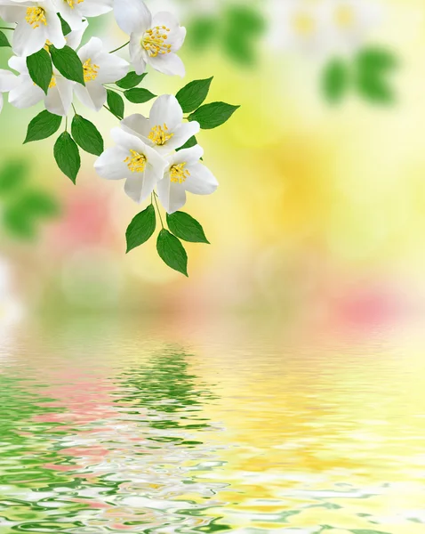 White jasmine flower. — Stock Photo, Image