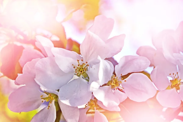 Spring landscape. Flowering apple tree. Spring flowering garden. — Stock Photo, Image