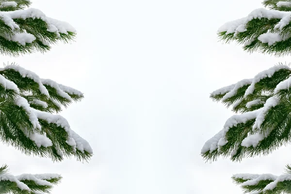 Forêt dans le gel. Paysage hivernal. Arbres couverts de neige — Photo