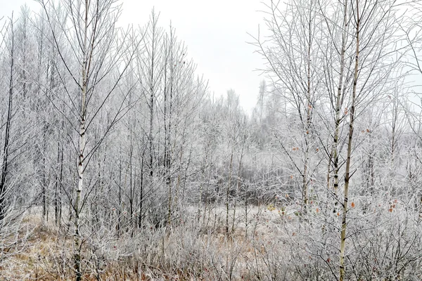 Floresta na geada. Paisagem de inverno. Neve árvores cobertas. — Fotografia de Stock