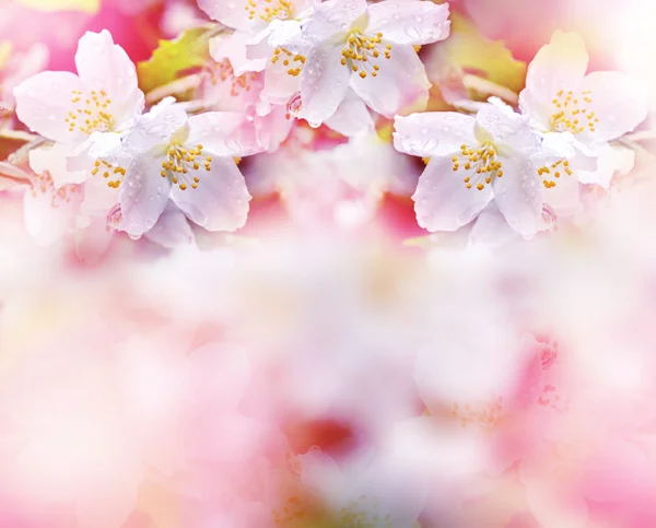 Jasmim branco. O ramo flores de primavera delicadas Fotos De Bancos De Imagens