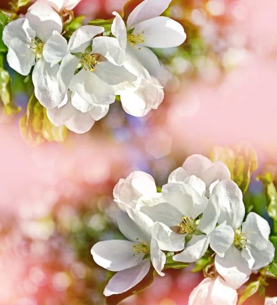 Spring landscape. Flowering apple tree. Spring flowering garden. — Stock Photo, Image