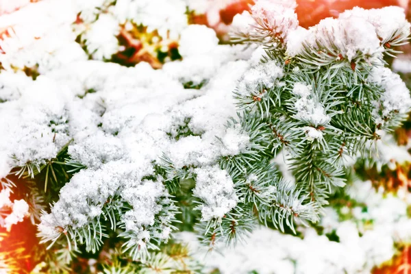 霜の中の森。冬の風景。雪に覆われた木 — ストック写真