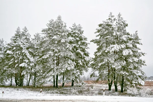 forest in the frost. Winter landscape. Snow covered trees