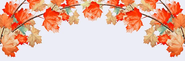 하얀 배경에 고립된 가을 낙엽. — 스톡 사진