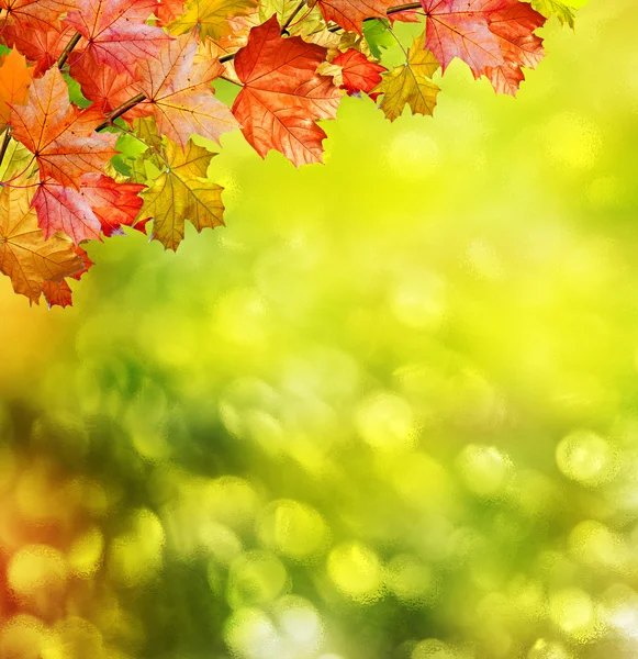 Herfst landschap. Mooie bladeren. Kleurrijke bomen — Stockfoto