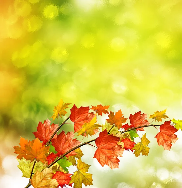 Paesaggio d'autunno. Belle foglie. Alberi colorati — Foto Stock