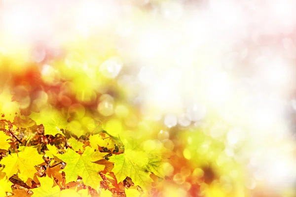 Herbstlandschaft. schöne Blätter. Bunte Bäume. Laub — Stockfoto