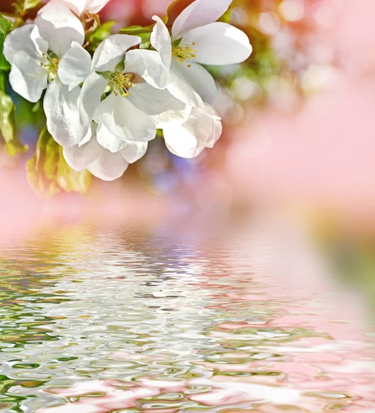 Frühlingslandschaft. blühender Apfelbaum. Frühjahrsblühender Garten. — Stockfoto