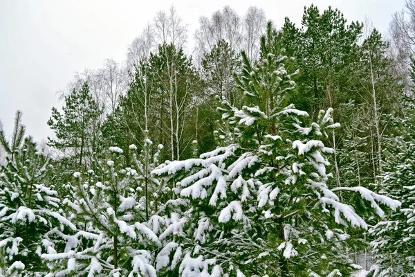 Floresta na geada. Paisagem de inverno. Neve árvores cobertas — Fotografia de Stock