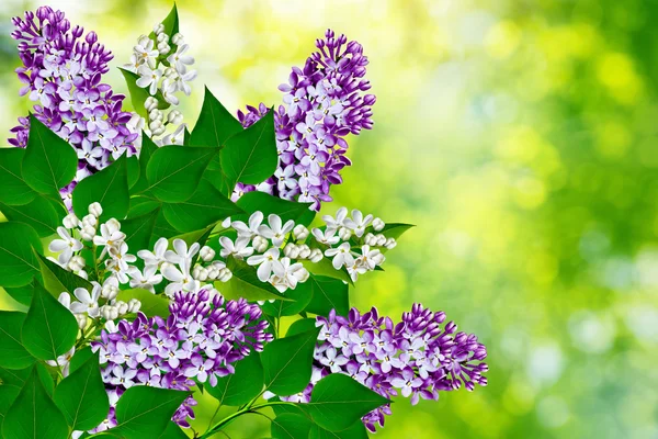 Spring landscape. Fragrant branch of beautiful flowers lilac. — Stock Photo, Image