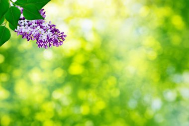 Bahar manzara. Güzel çiçek leylak kokulu Şubesi.