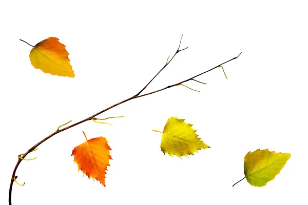 Hojas de otoño aisladas sobre fondo blanco. — Foto de Stock