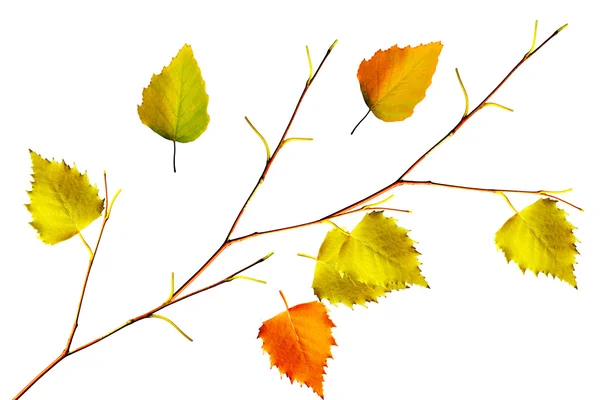 Folhas de outono isolado no fundo branco. — Fotografia de Stock