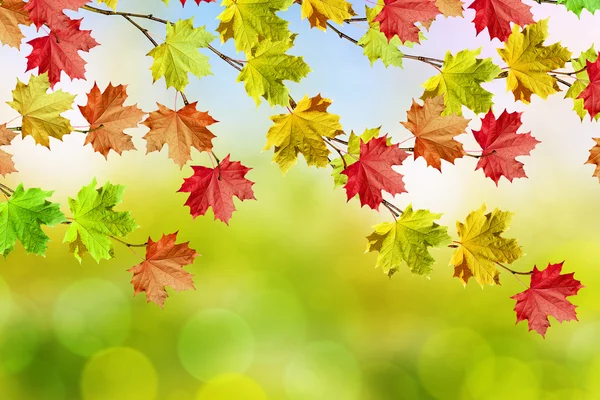 Herfst landschap. Mooie bladeren. Kleurrijke bomen — Stockfoto