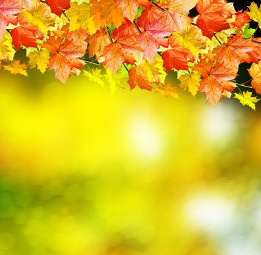 Sonbahar manzara. Güzel yaprakları. Renkli ağaçlar