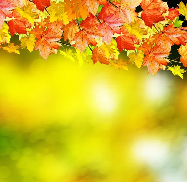 Herfst landschap. Mooie bladeren. Kleurrijke bomen — Stockfoto