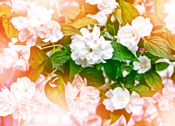 Weiße Jasminblüte. — Stockfoto