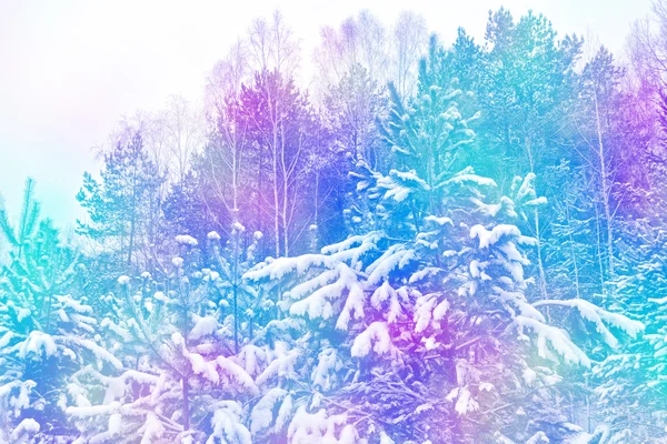 Bos in de vorst. Winterlandschap. Met sneeuw bedekte bomen — Stockfoto
