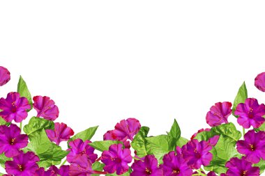 Whit üzerinde izole sonbahar güzel renkli sabah zafer çiçek