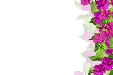 Whit üzerinde izole sonbahar güzel renkli sabah zafer çiçek