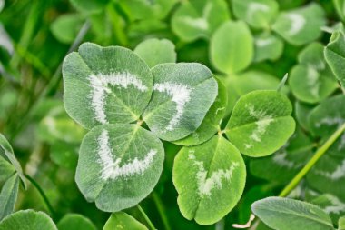 Bir arka plan yaz manzara yapraklarda Yeşil yonca