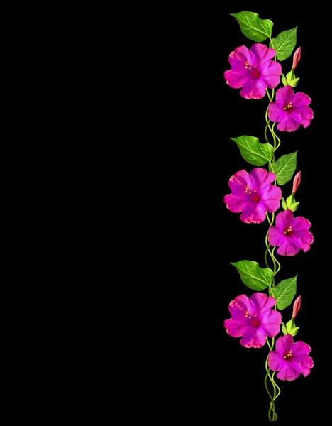 가 아름 다운 화려한 나팔꽃 꽃 blac에 고립 — 스톡 사진