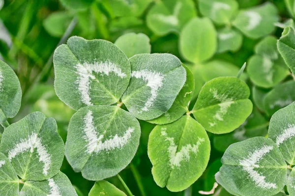 Grön växt av släkten Trifolium blad på en bakgrund sommar landskap — Stockfoto