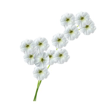 Whit üzerinde izole sonbahar güzel renkli sabah zafer çiçek