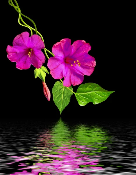 Otoño hermosas flores coloridas de la gloria de la mañana aisladas en blac — Foto de Stock