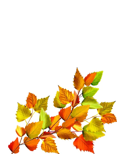 Autumn leaves isolated on white background. — Stock Photo, Image