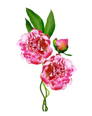 Beyaz arka plan üzerinde izole Şakayık çiçekleri