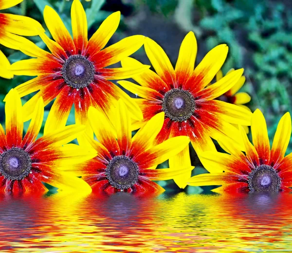 Flores bonitas coloridas rudbeckia no fundo do su — Fotografia de Stock