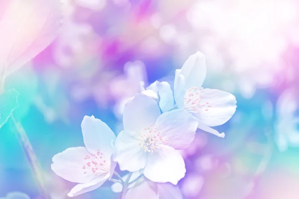 Білий жасмин Гілка ніжних весняних квітів — стокове фото
