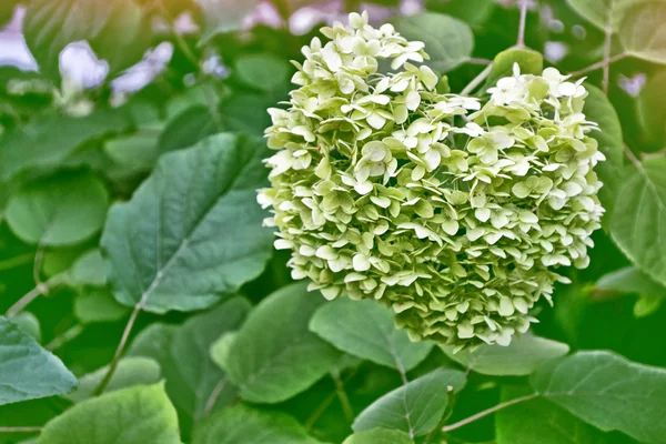 Colorful beautiful flowers hydrangea on the background of the su — Stock Photo, Image