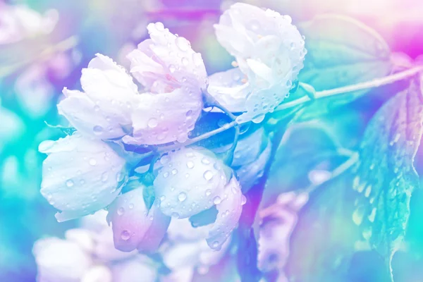 Jazmín blanco. La rama delicadas flores de primavera — Foto de Stock