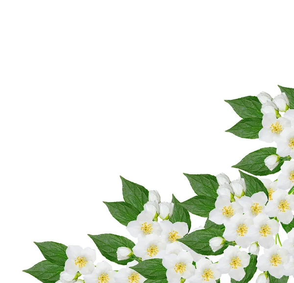 Branche de fleurs de jasmin isolées sur fond blanc. printemps — Photo