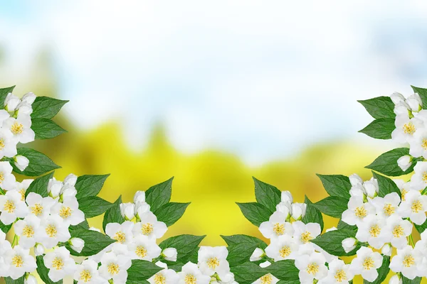 White jasmine The branch delicate spring flowers — Stock Photo, Image