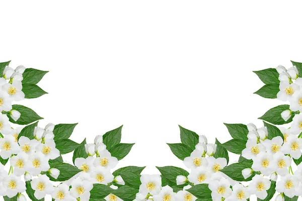 Zweig von Jasminblüten isoliert auf weißem Hintergrund. Frühling — Stockfoto