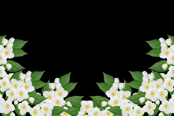 Gałąź kwiatów jaśminu na białym na czarnym tle. wiosna — Zdjęcie stockowe