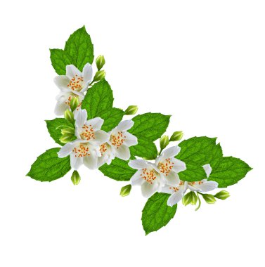 Beyaz Yasemin çiçeği. 